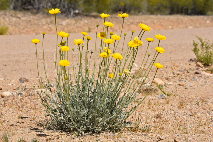 Desert Marigold is a short-lived perennial to annual species and one of the more common yellow flowers over a wide range which blooms for long periods along roadsides in early spring sometimes through the fall. Baileya multiradiata